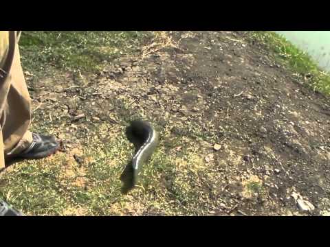 Snakehead crawls on land and into the water