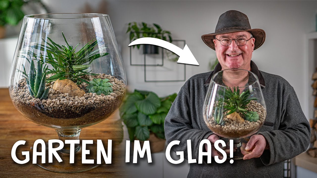 Zimmerpflanzen Video 3