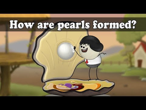 珍珠是如何形成的？#aumsum (How are pearls formed? | #aumsum)