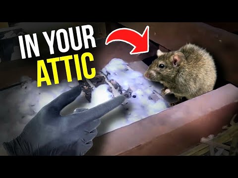 Rodents in your ATTIC! Here's what you do...