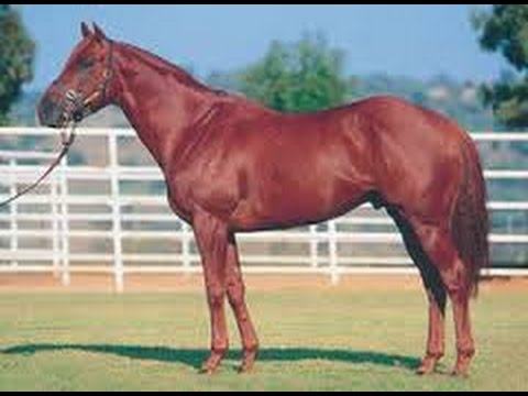 1988 QTC Channel NINE Stakes now J J Atkins