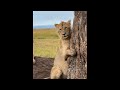 Rongai Pride Large Lion Cub | Masaimara | 25 March 2024