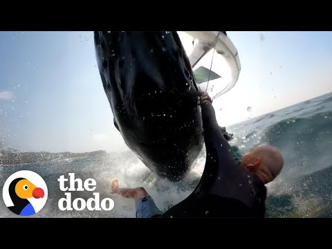 Humpback Whale Slaps Man in Rare Encounter | The Dodo
