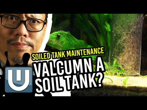 Soil Planted Tank - Maintenance and Setup Tips