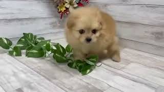 ハーフ犬の動画01