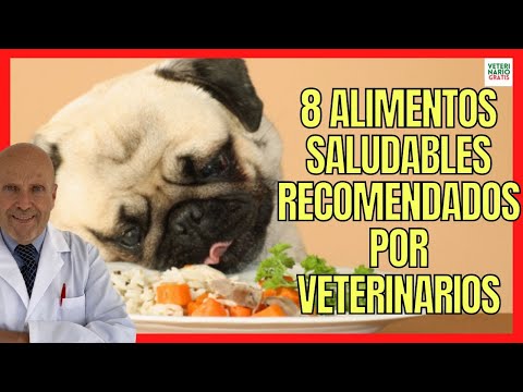 8 HEALTHY DOG FOODS RECOMMENDED BY VETERINARIANS
