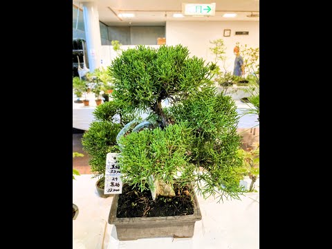 Bonsai exhibitiion and sale at Angyo Kawaguchi, 17th Sept. 2023 #1
