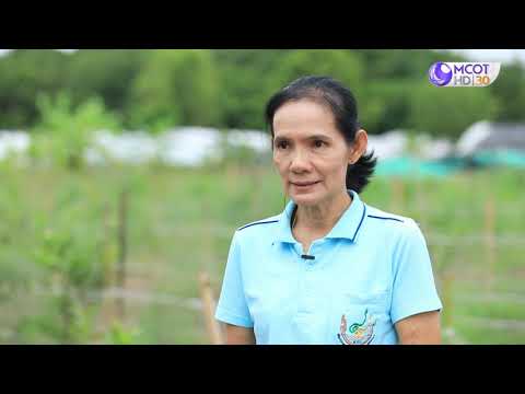 รักษ์ผืนดินถิ่นส.ป.ก. ปี๒/ตอนที่๑๓.เรื่องเกษตรกรปฏิรูปที่ดินอำนาจเจริญปลูกผักกางมุ้ง สร้างวัฒนธรรมบริโภคผักอินทรีย์ 