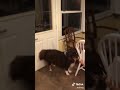 TikTok: Proof dogs don’t know what you’re saying