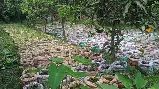 বস্তায় আদা চাষ