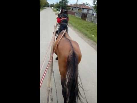 Armasar de vanzare la voetin