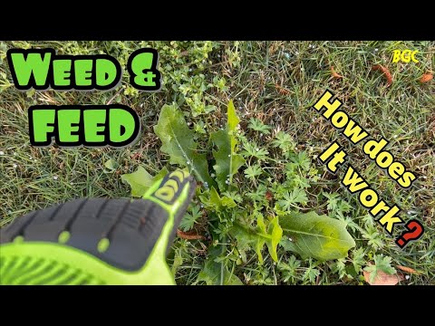 How to apply WEED and FEED to a lawn infested with weeds // How does weed and feed work?