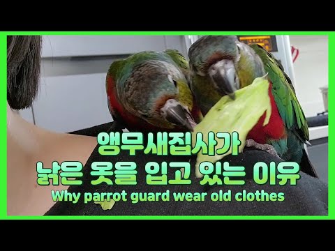 앵무새집사가 낡은 옷을 입는 이유 Why parrot owners wear old clothes  オウムの所有者が古い服を着る理由