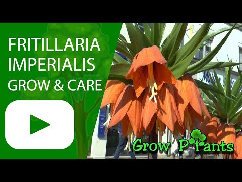 Fritillaria imperialis - grow and care