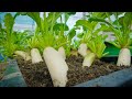 How to grow White Icicle Radish​​ on a small flat container, high yields are satisfactory amazing