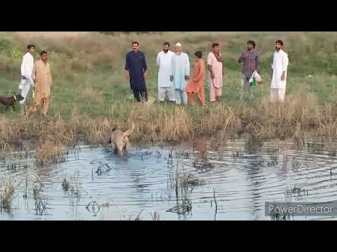 Dr Nawazish Ali Club. Junglii Duck Hunting & Training. Labrador & Painter.