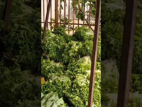 Feira livre de iati Pernambuco Brasil veja o valor da alfasse