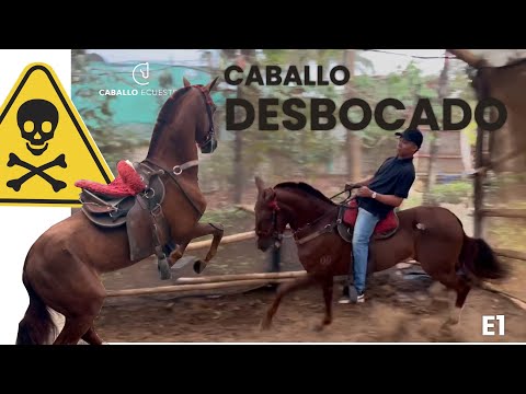 A snide and dangerous horse ❌☠️ DOES NOT FOLLOW ORDERS - E1