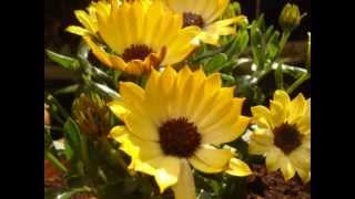 Nigel Kennedy Plays--Jules Massenet Meditation de Thais-HQ.