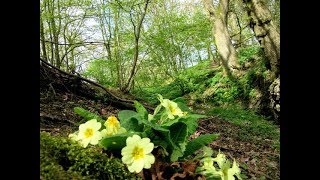 The Banks of the Sweet Primroses