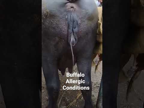 , title : 'Buffalo allergic conditions #infection #liver #abomasum #enteritis #esophageal #acid #acidosis'