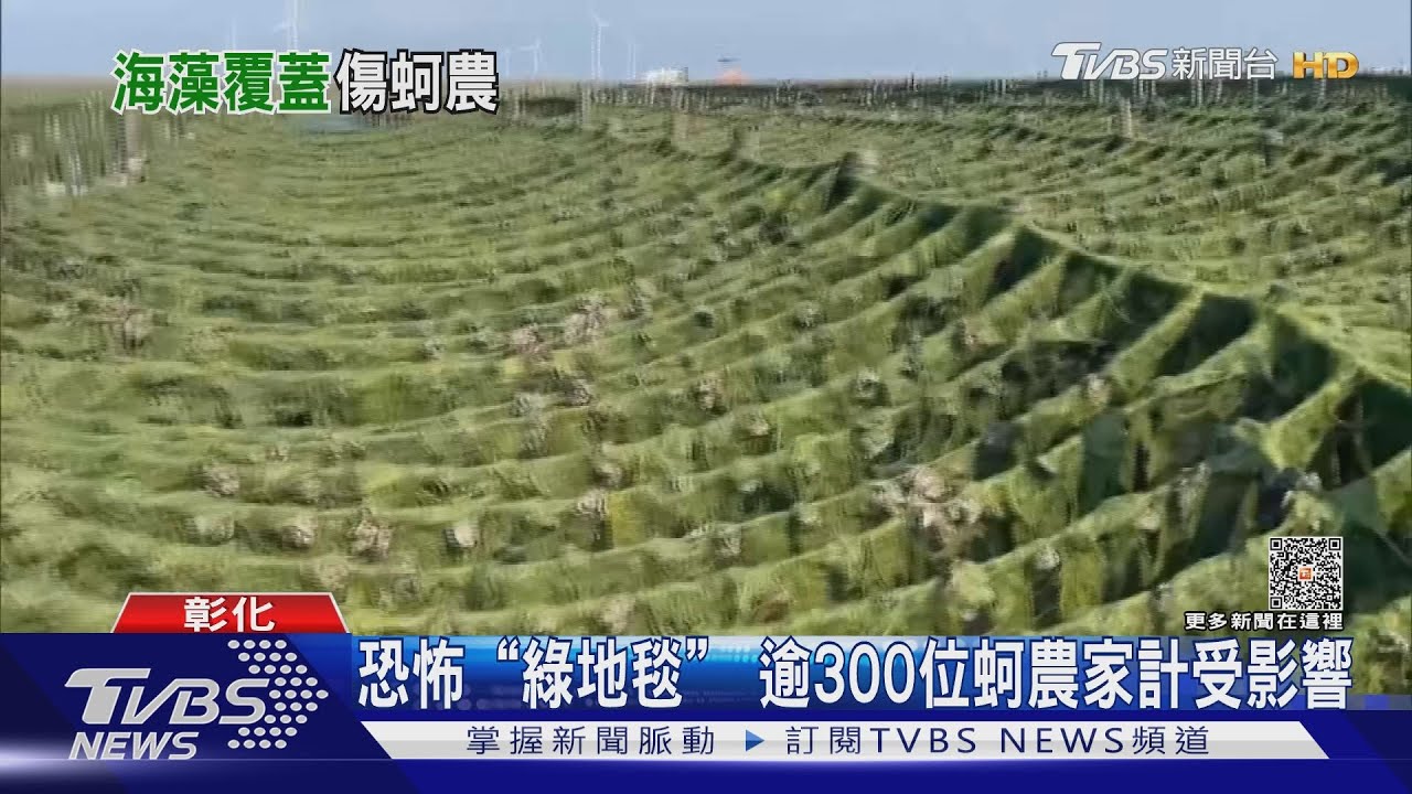 恐怖「綠地毯」 逾300位蚵農家計受影響