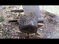 Wood Turning Black Walnut