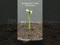 Growing Watermelon From Seed