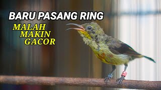 Download lagu MEMANG REJEKI ! BARU 5 MENIT DIPASANG RING MALAH MAKIN GACOR ! KONIN YANG KEMARIN NEMU LEPASAN ORANG mp3