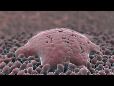 How papillomavirus cause cancer