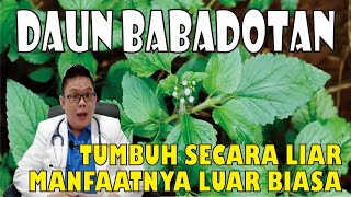 Download lagu BABADOTAN LEAVES............. GROW WILDLY, HAVE EXTRAORDINARY BENEFITS mp3