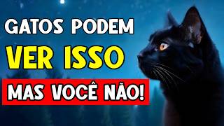 11 Coisas ESTRANHAS que SÓ gatos podem ver e escutar e você não!