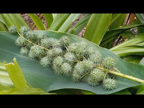 Castor Oil Fruits - Castor Fruit