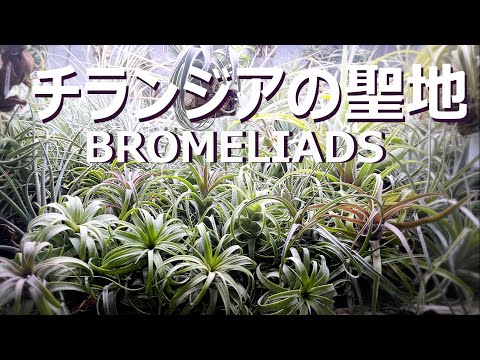 アスフォディラ 植物
