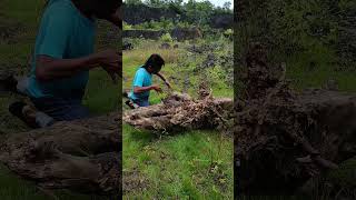 Download lagu wo dapat ekor ayam #fyp mp3