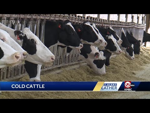 Farmers preparing to keep animals warm during dangerous cold snap