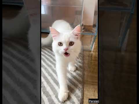 jab billi ne ye dekha | Growth on Youtube Fast 😱😱| #trending #cat #youtubeshort