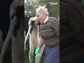 Boer Gerrit is een mooie kerel | RTV Oost