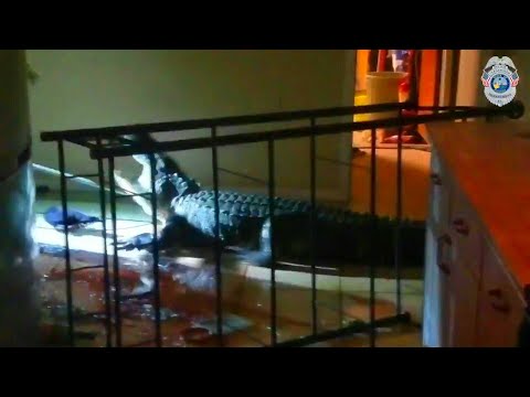 Alligator randaliert in Florida | AFP