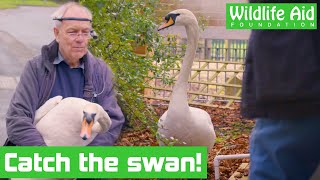 Trying to save a very ANGRY swan! - Animal rescue