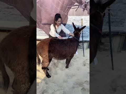 Wild Horse Mare revolutionizing young foals future stallions  Horses #Shorts #3153