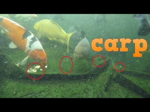 Carp Fishing Underwater Feeding PVA Bags Boilies Pellets Mirror carp Koi