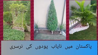 Pakistan Lahore Ma Nayab Plants ke Nursery-Shahadatali-gardening