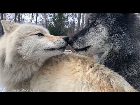 Les loups ont aussi des petits frères agaçants