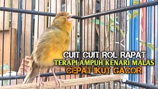 Download lagu kenari gacor panjang Cuit Cuit EMOSI, Pancingan Kenari Paud Belajar Bunyi, terapi AMPUH Kenari MACET mp3 Download lagu kenari gacor panjang Cuit Cuit EMOSI, Pancingan Kenari Paud Belajar Bunyi, terapi AMPUH Kenari MACET mp3