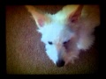 Whos That Dog