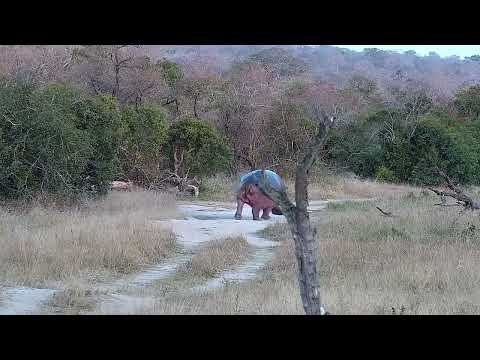 Djuma: Hippo leaving the dam up Twin Dams Road - 17:10 - 08/05/2022