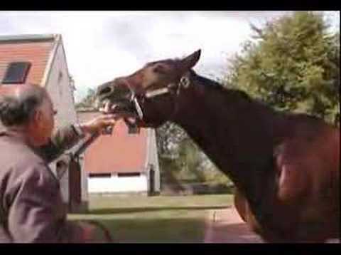 Afleet Alex 2007 - famous racehorse now retired