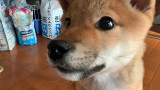 豆柴の豆吉君の日常【柴犬】