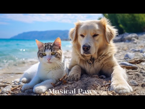 24 HOURS of Dog Calming Music For Dog & Cat! Anti Separation Anxiety Relief Music for Dog & Cat